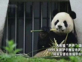 大熊猫“芦芦”去世，死因公布